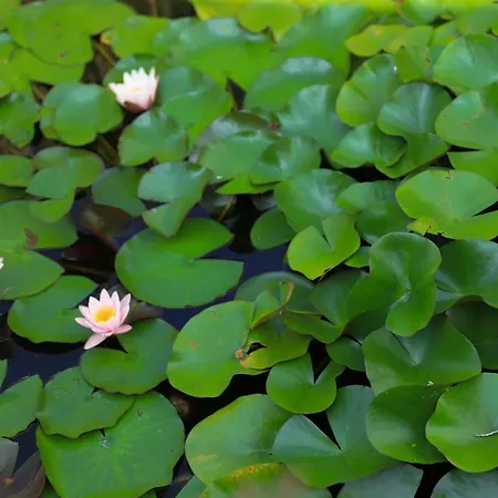 Torricella 4* San Giorgio di Piano