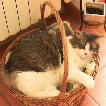 לינה וארוחת בוקר Torricella