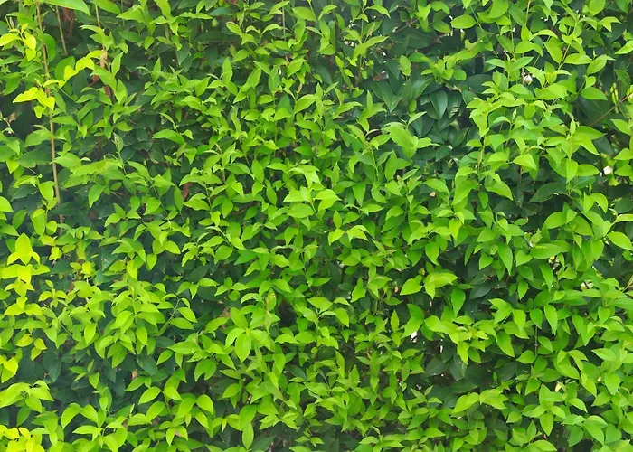 Bed & Breakfast Torricella 4*