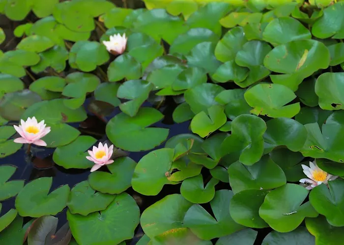 Torricella 4* San Giorgio di Piano